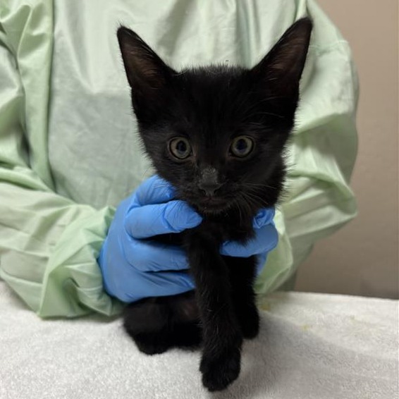 Meeko: Male 1 Domestic Shorthair