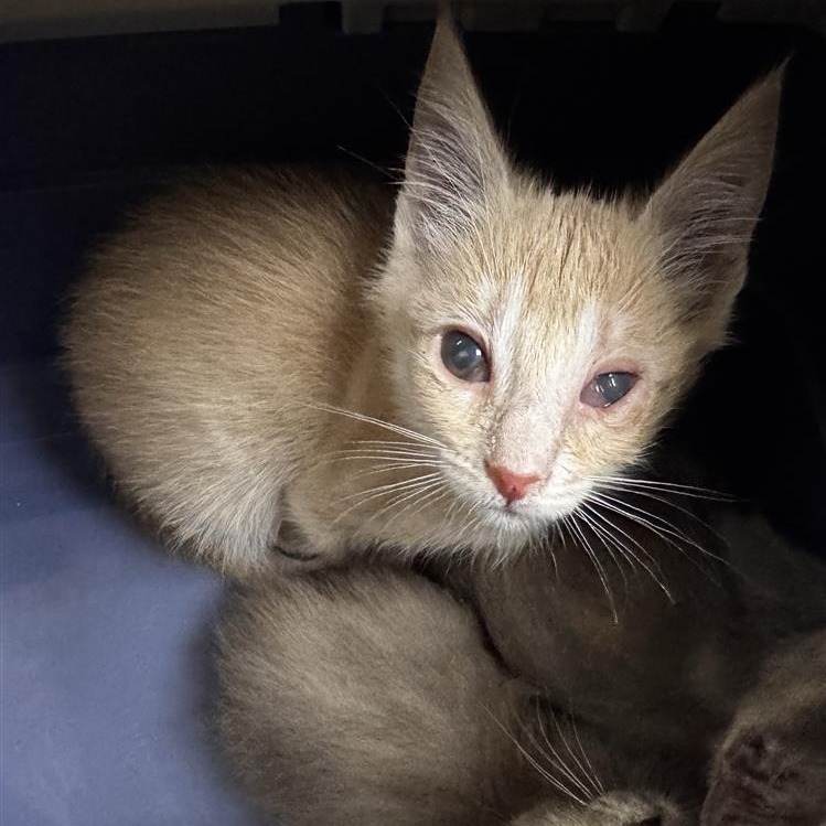 FRIED PICKLE - Domestic Shorthair available for adoption