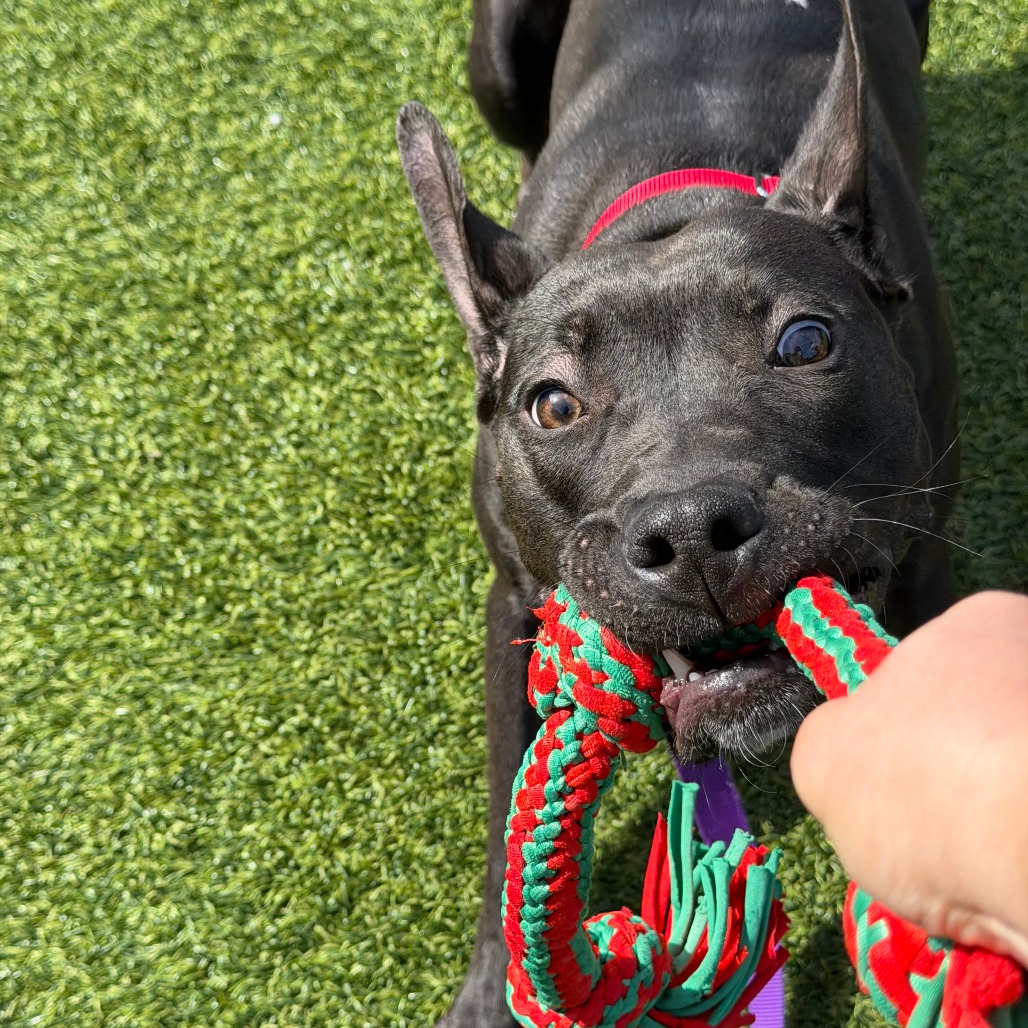 Photo of Witch Hazel 10