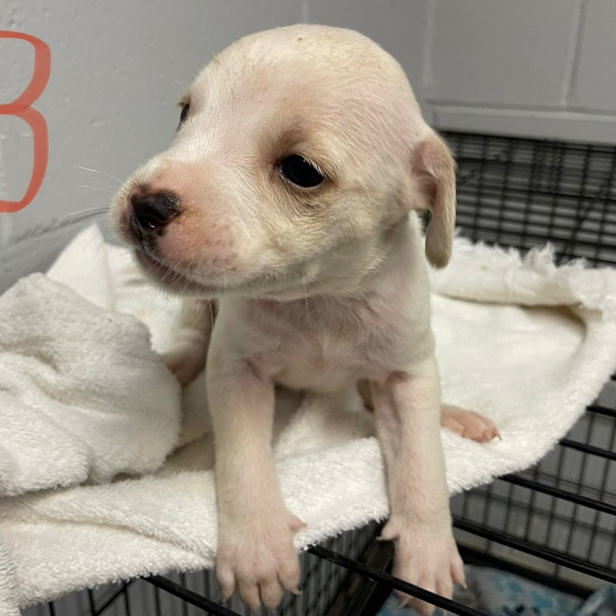 Tusc Stray 84001 2 3 4 5 6 7 8