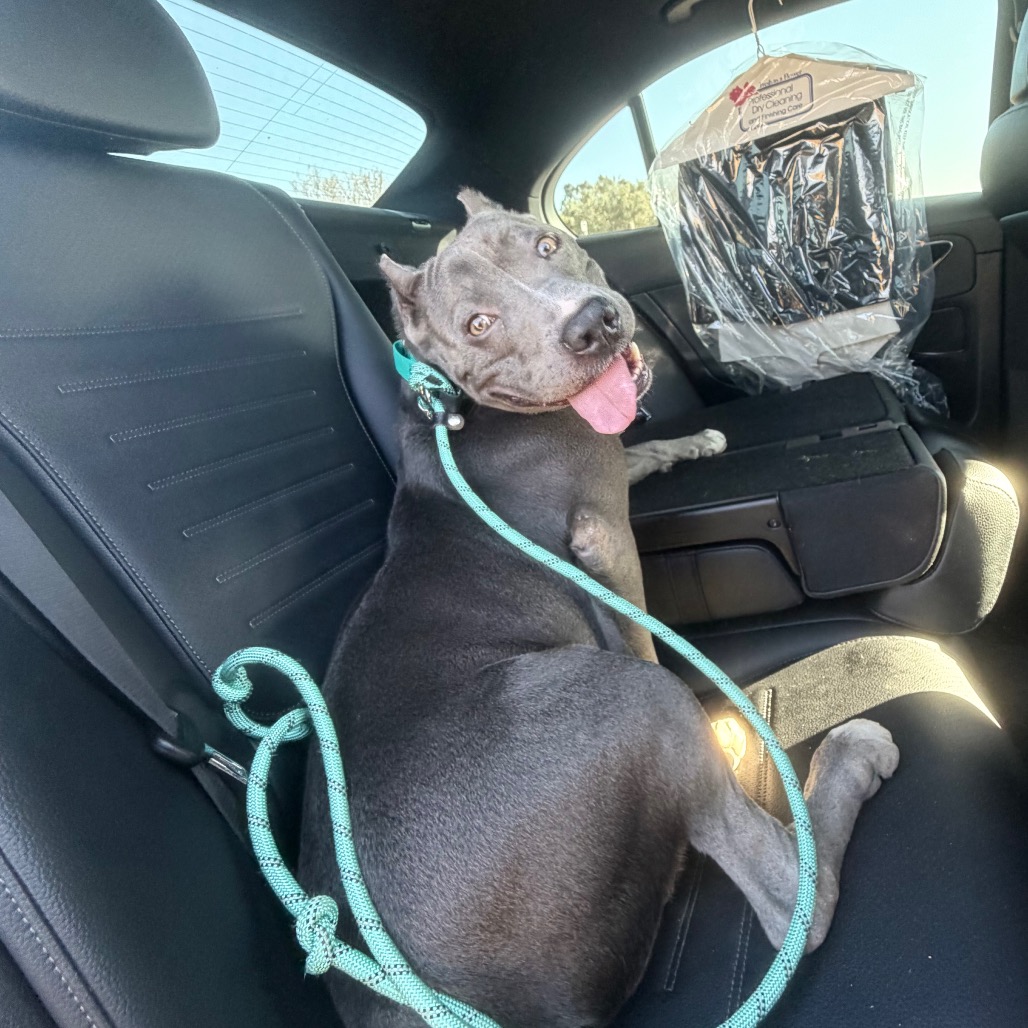 Cobalt aka Kobe