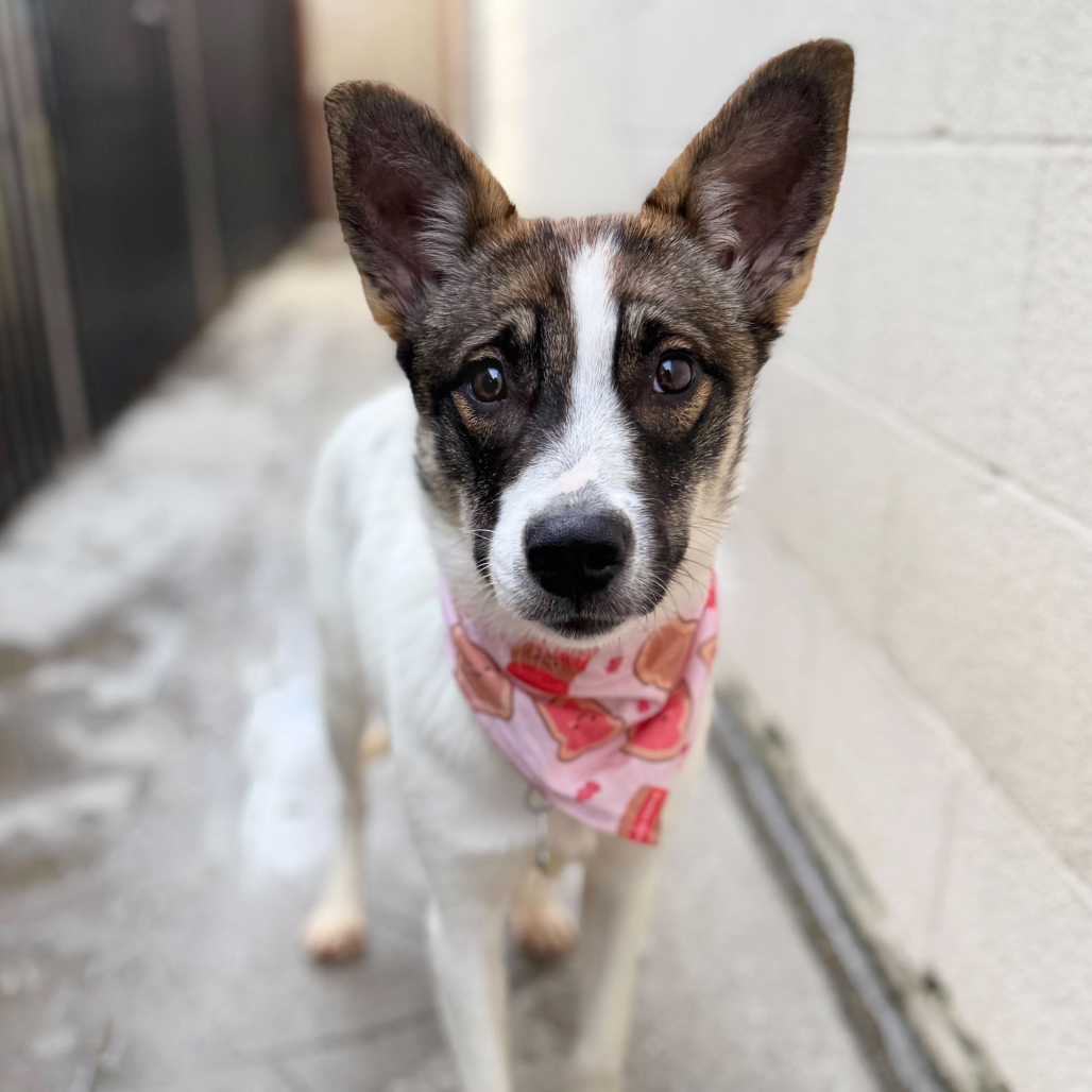 Lady Gaga — thumbnail 3