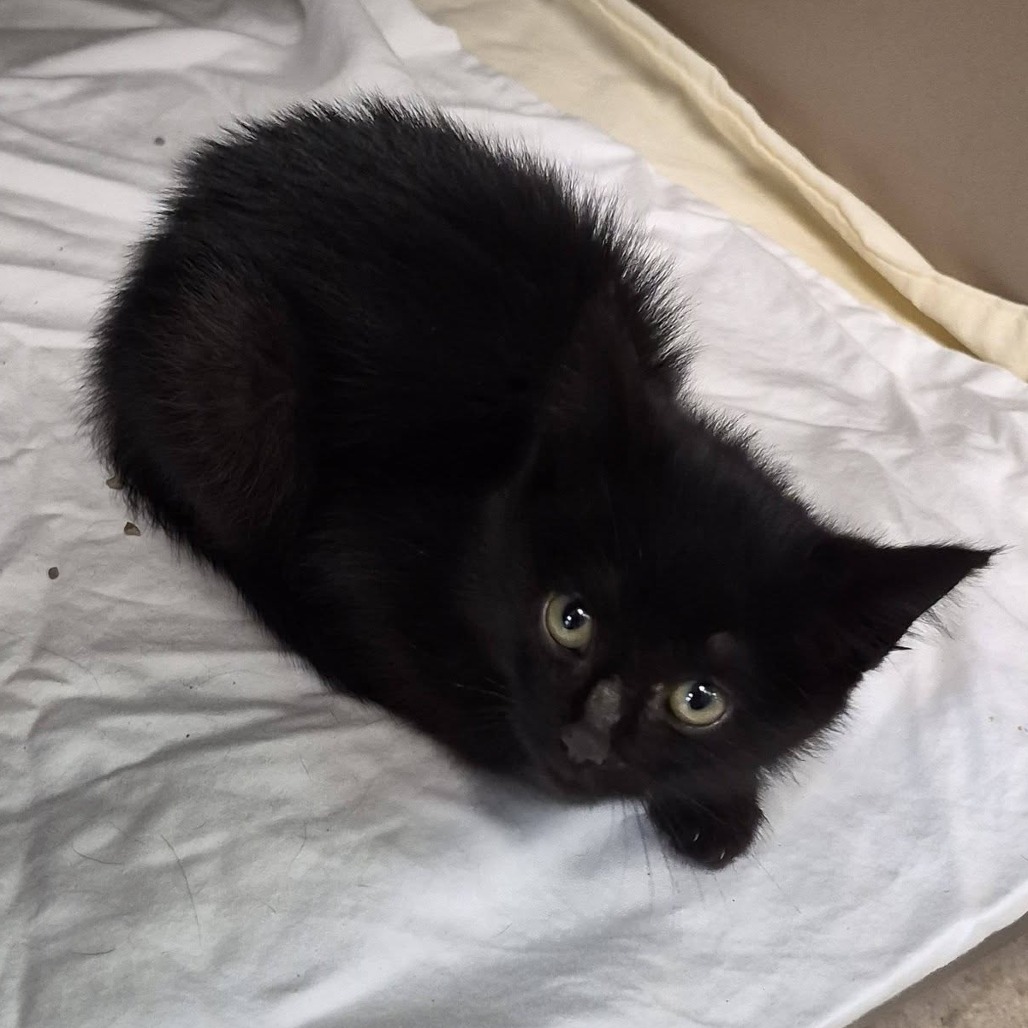 ETHEL CAINE - Domestic Shorthair available for adoption