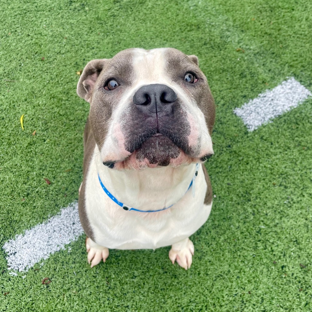 Kong — thumbnail 4