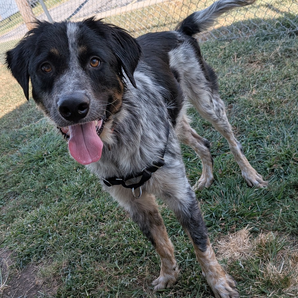 Greyson