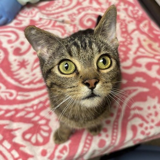 Hidalgo: Male 16 Domestic Shorthair