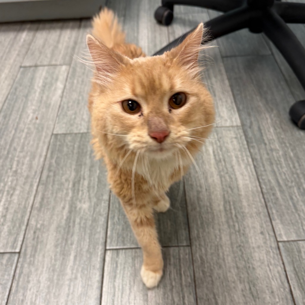 ORANGIE - Domestic Medium Hair available for adoption