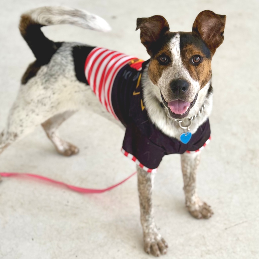 ROXIE - Coonhound available for adoption