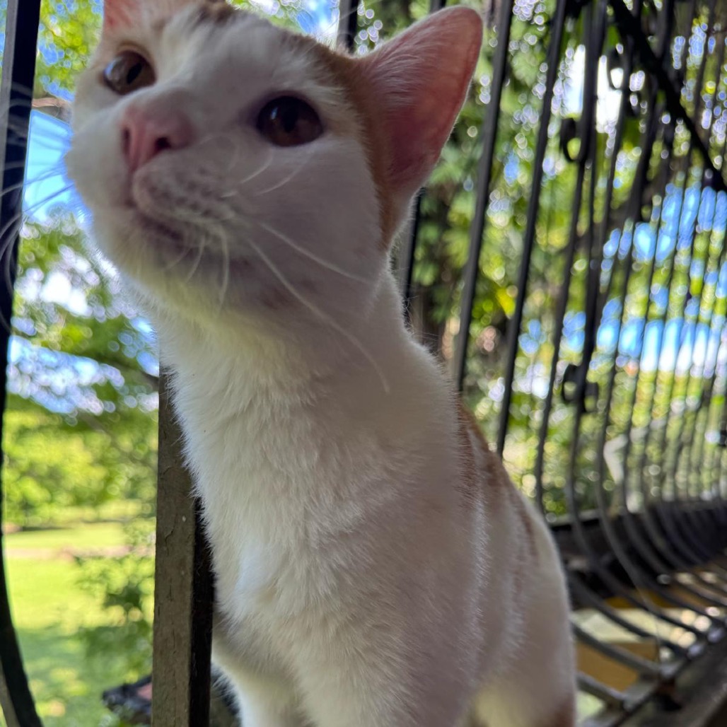 TOM - Domestic Shorthair / Mix available for adoption