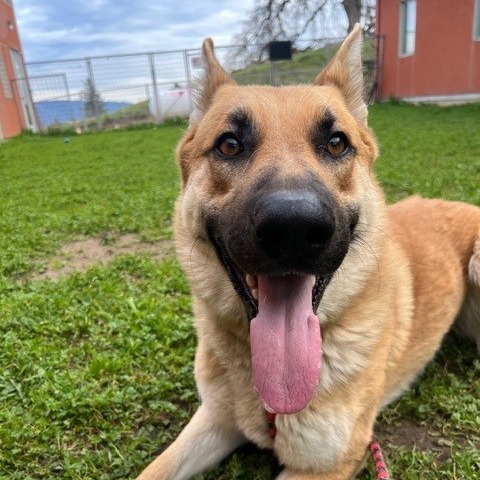 Kennel#25's preview photo