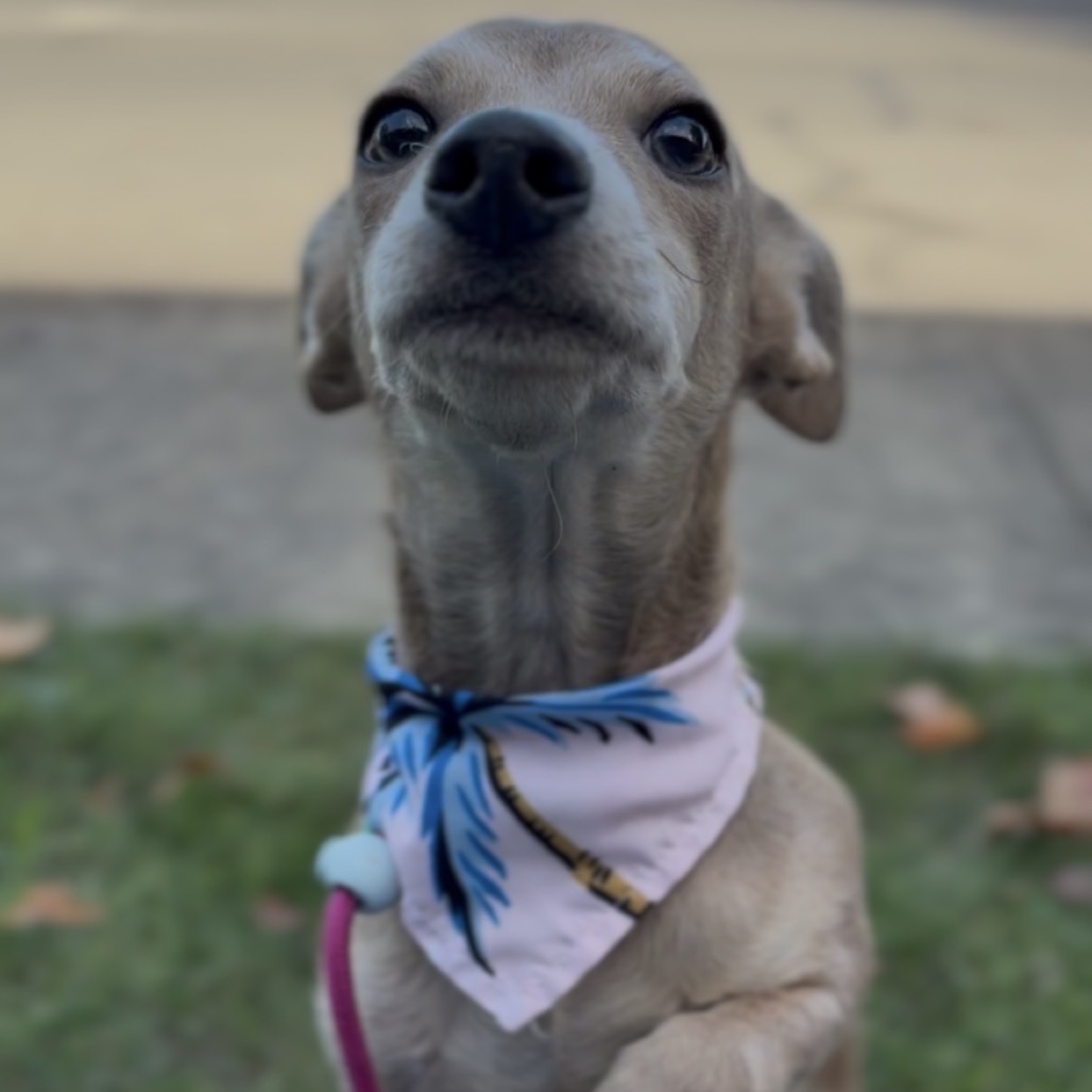 Biscuit, photo 10