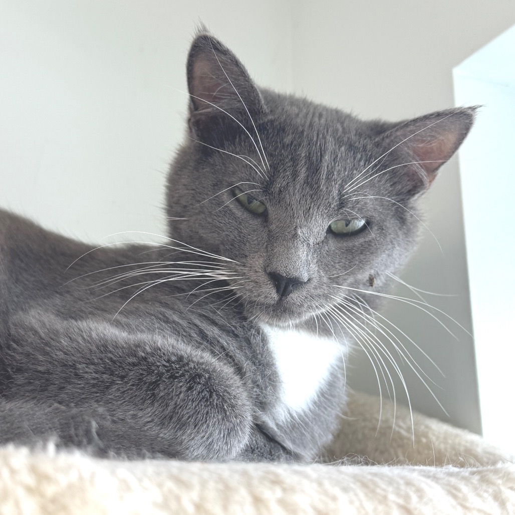 Chip, photo 2