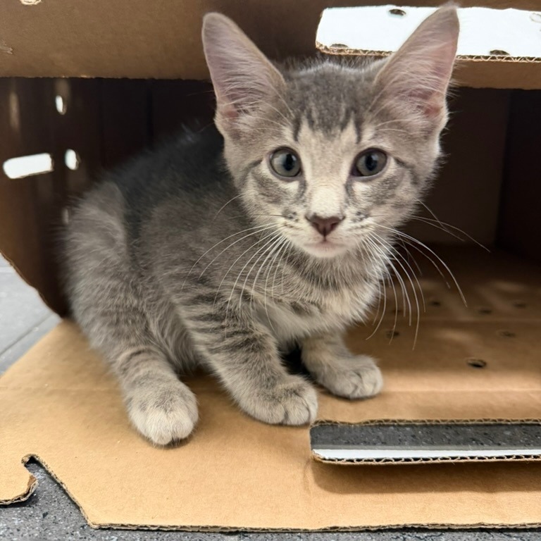 BEEBEE - Domestic Shorthair available for adoption