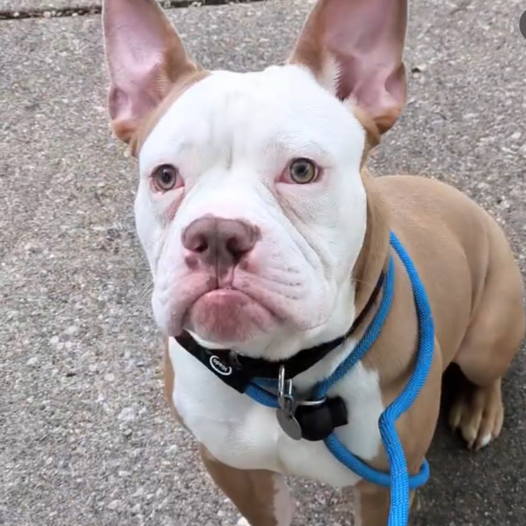 Beefy 5-Layer Burrito — thumbnail 4