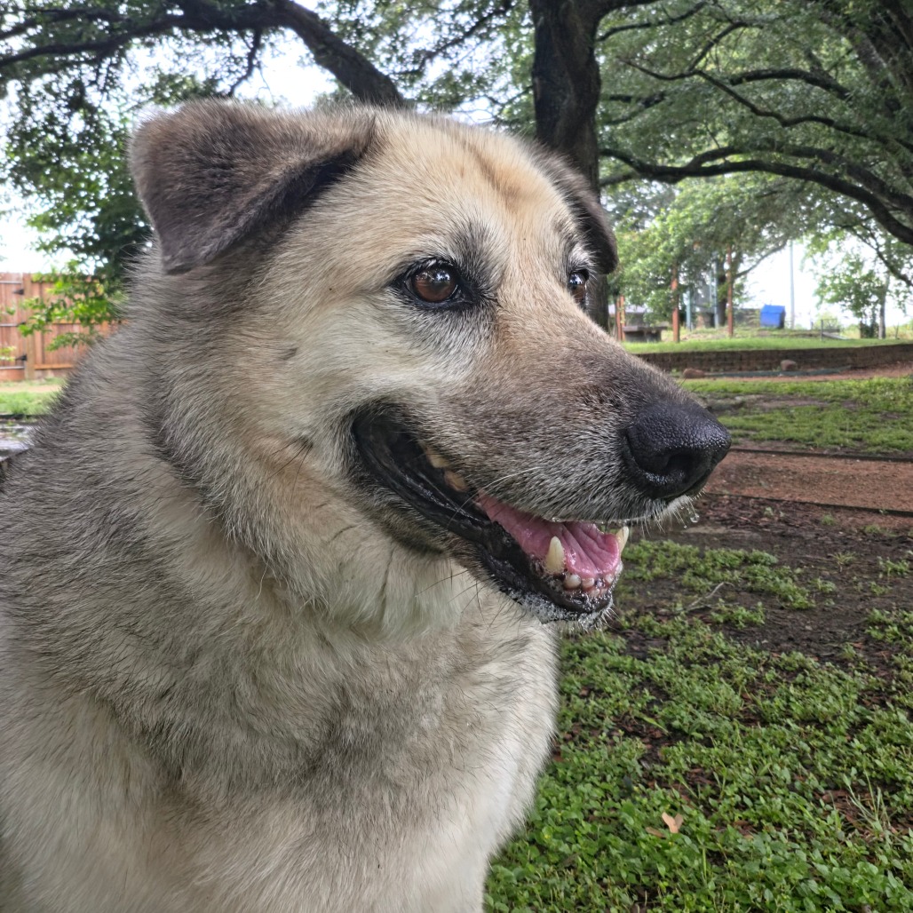 CHIQUIS - Shepherd / Husky available for adoption