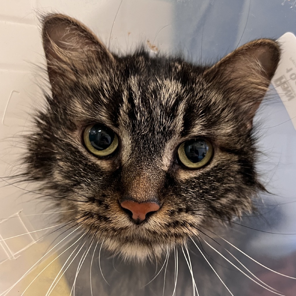 Photo of Miss Kitty 