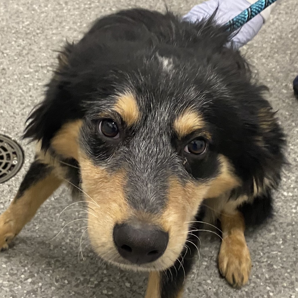 Koala — thumbnail 2