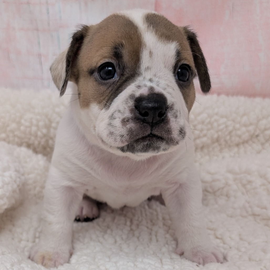 Kiss — thumbnail 2