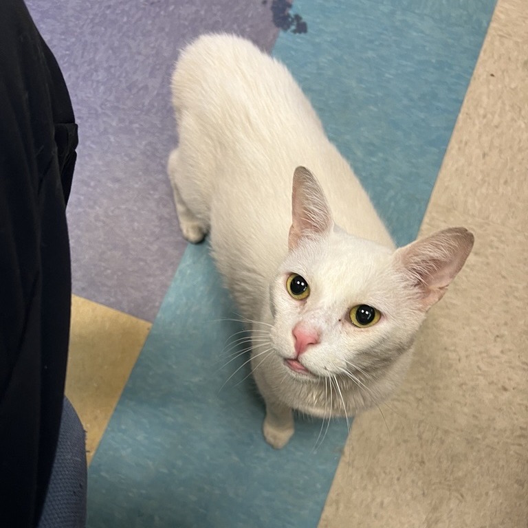 SIR BLANCO - Domestic Shorthair available for adoption