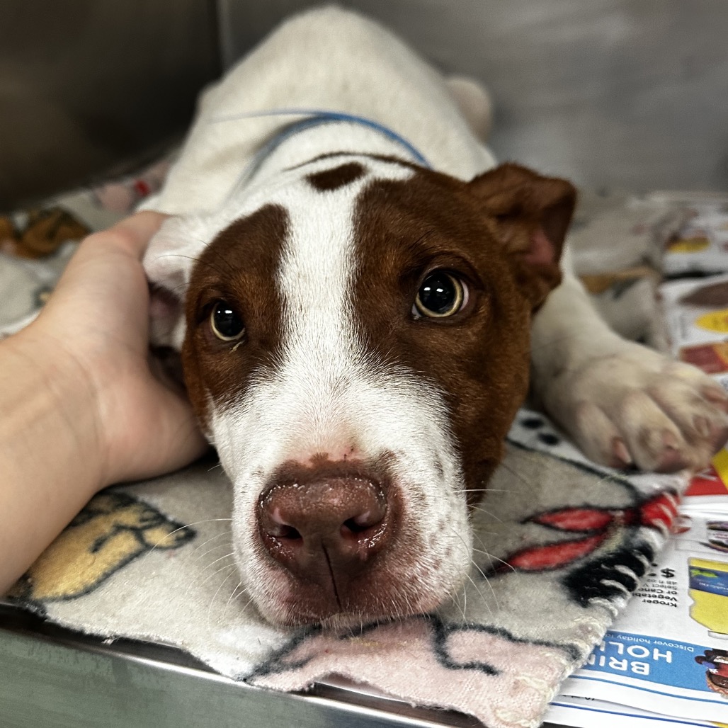 Creed — thumbnail 8