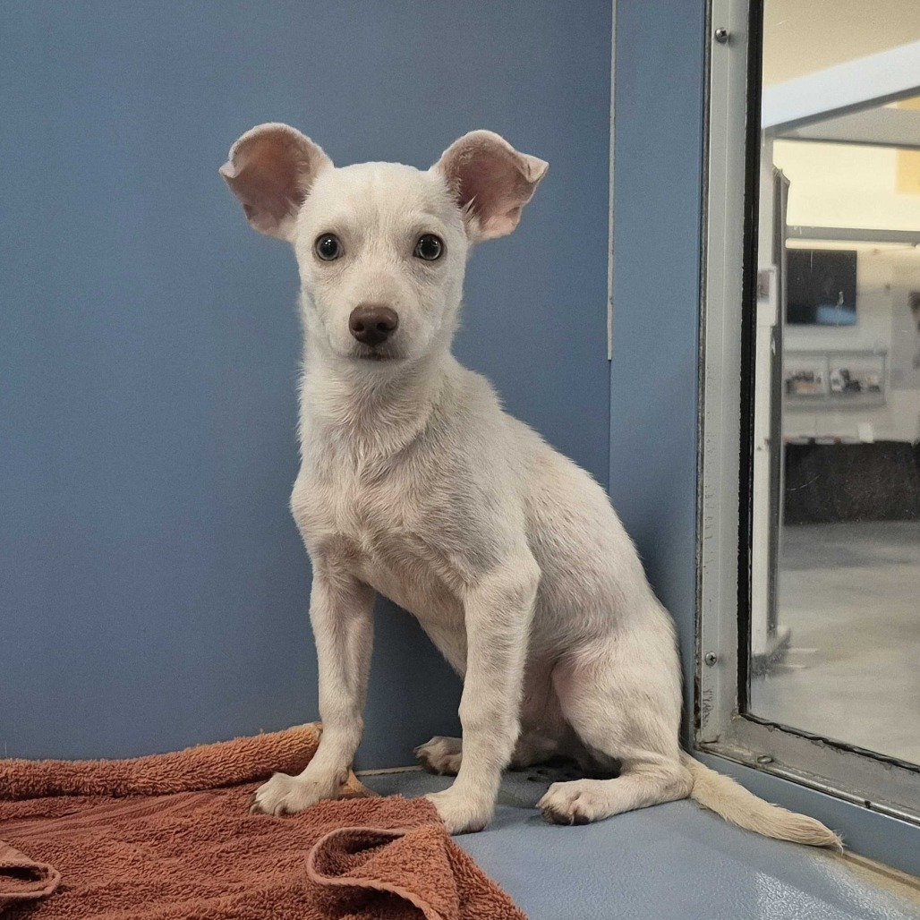 FRANKENWEENIE - Terrier available for adoption