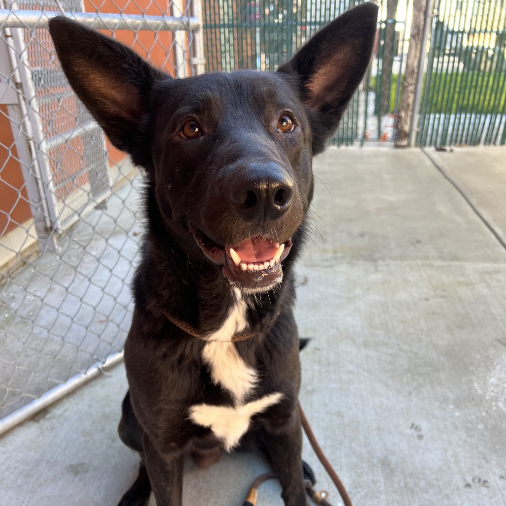Kennel#10 Odin's preview photo