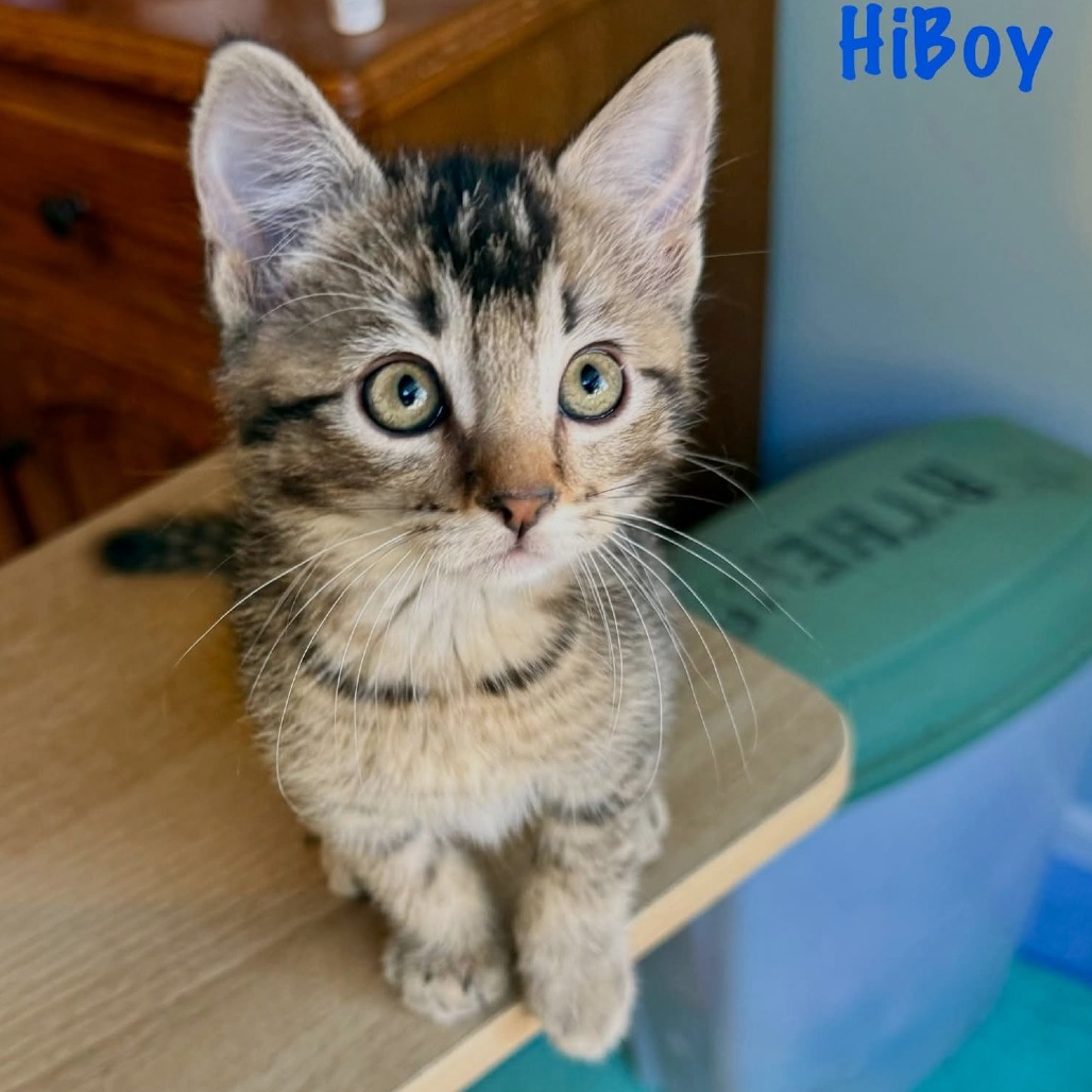 HiBoy, photo 5