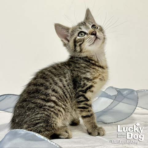 CHATTY CATHY - Domestic Shorthair available for adoption