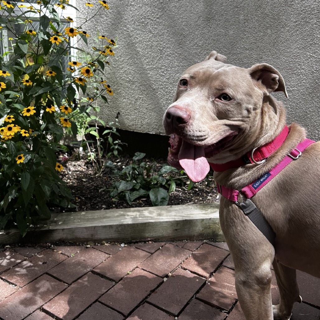 Photo of Rex 6