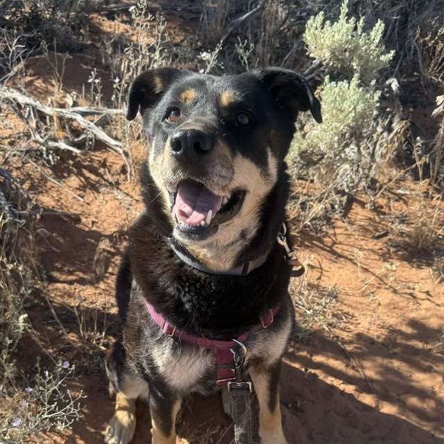 Roxy, photo 24