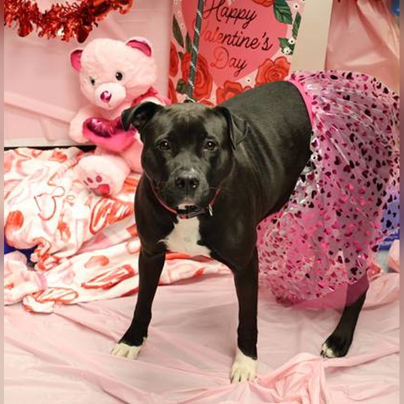 Princess, photo 4 of 5