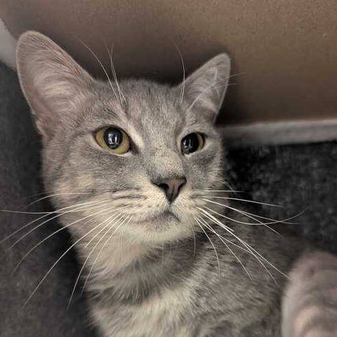 CATERPILLAR - Domestic Shorthair available for adoption