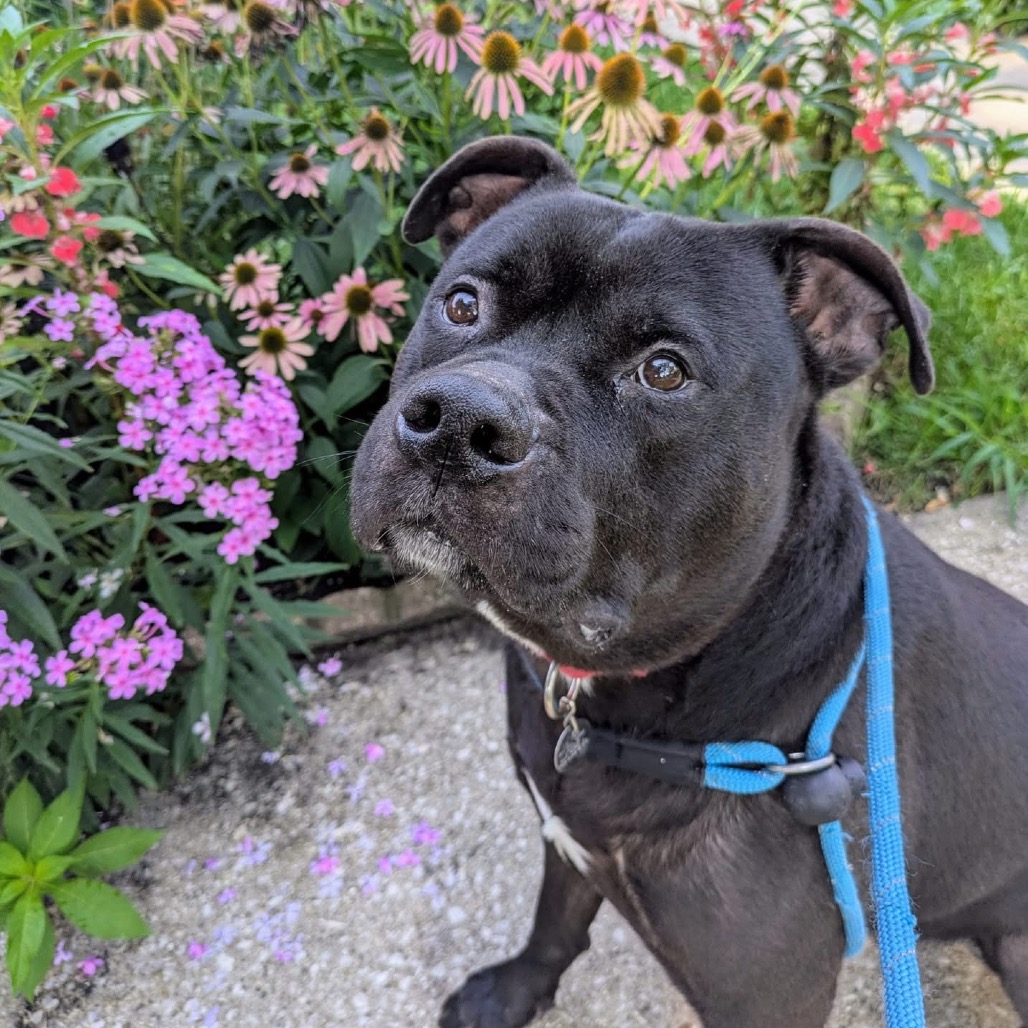 Pac-Man — thumbnail 3