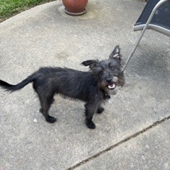 Baxter, photo 6