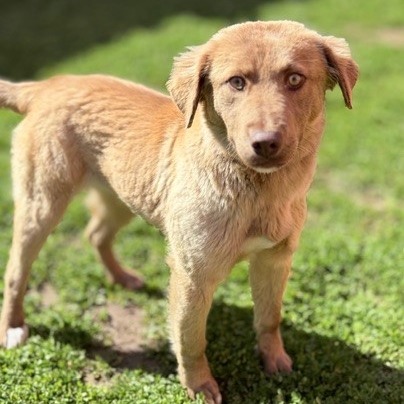 Kennel#6 Lassie's preview photo