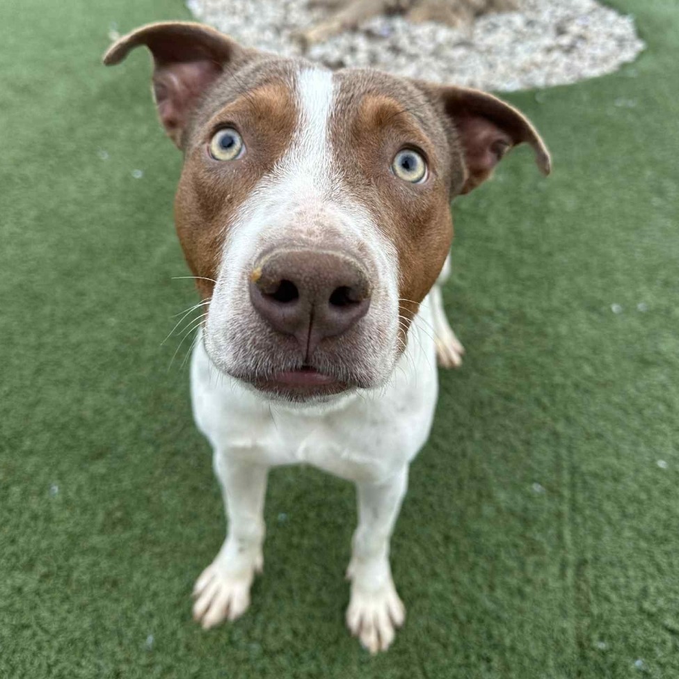 Couscous — thumbnail 4