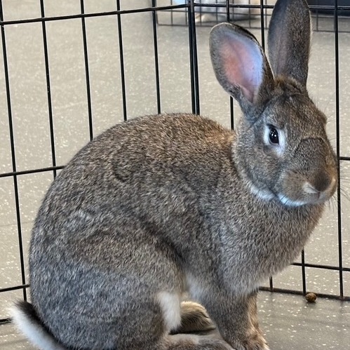 Photo of Joey 5