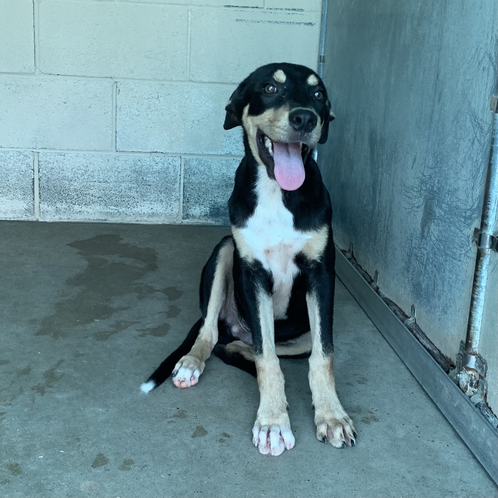 GENE - Shepherd / Mixed Breed (Medium) available for adoption