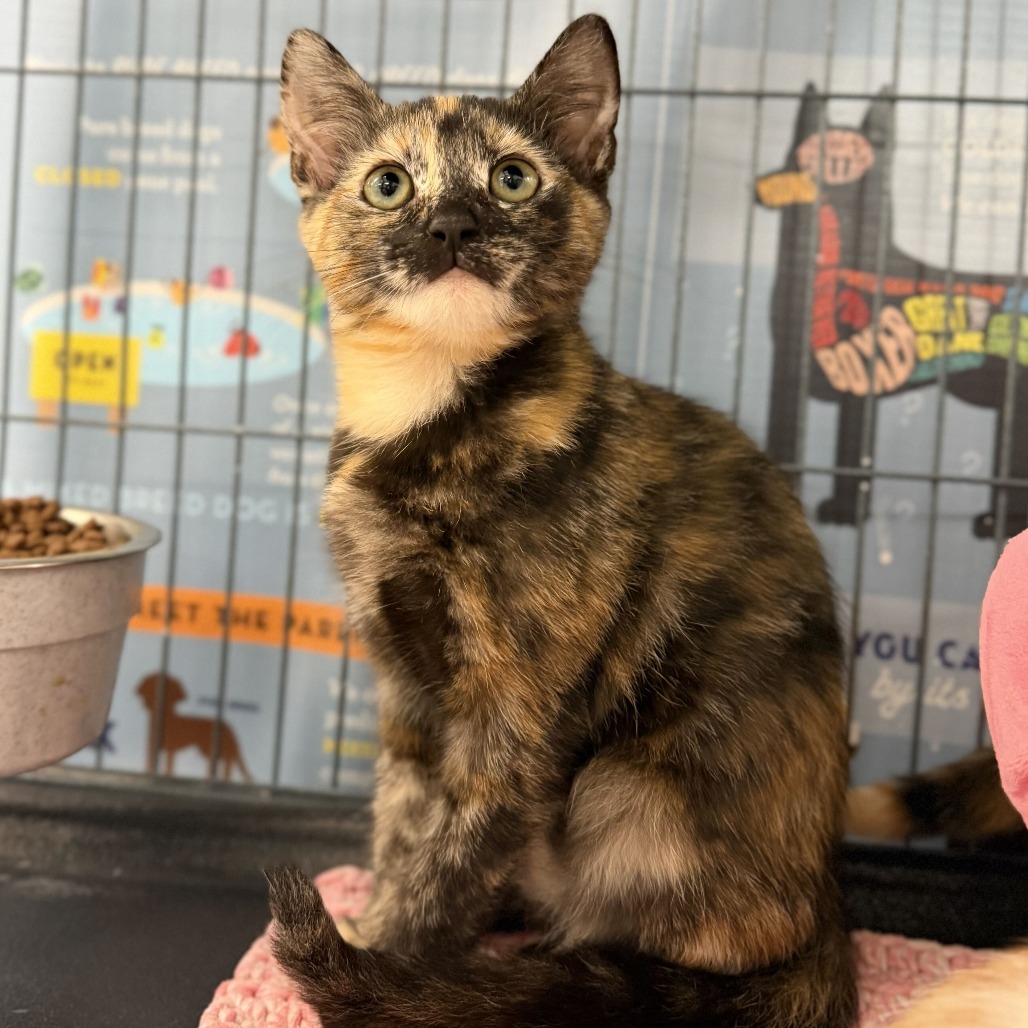 FANTASTIC - Domestic Shorthair available for adoption