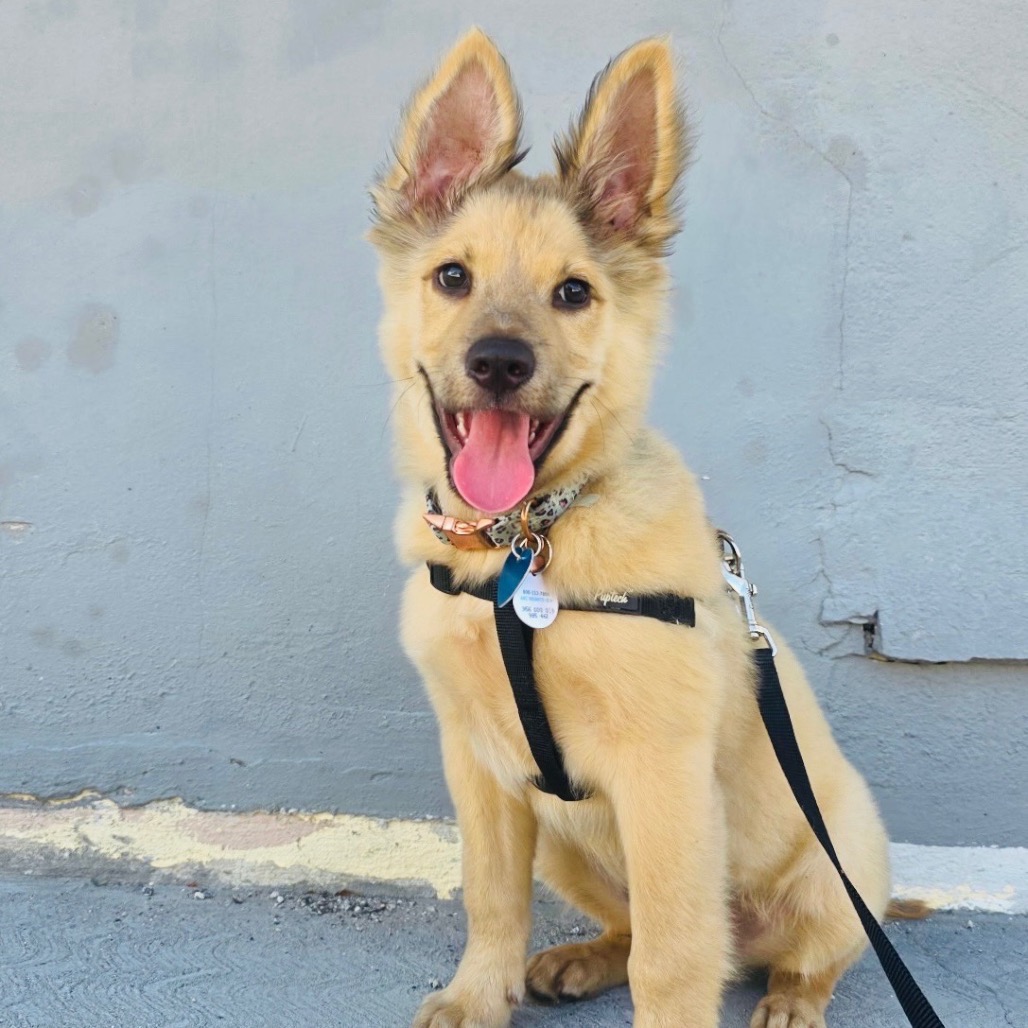 Another portrait of Little Bear