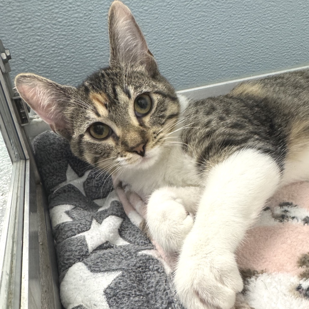 Lila, photo 2
