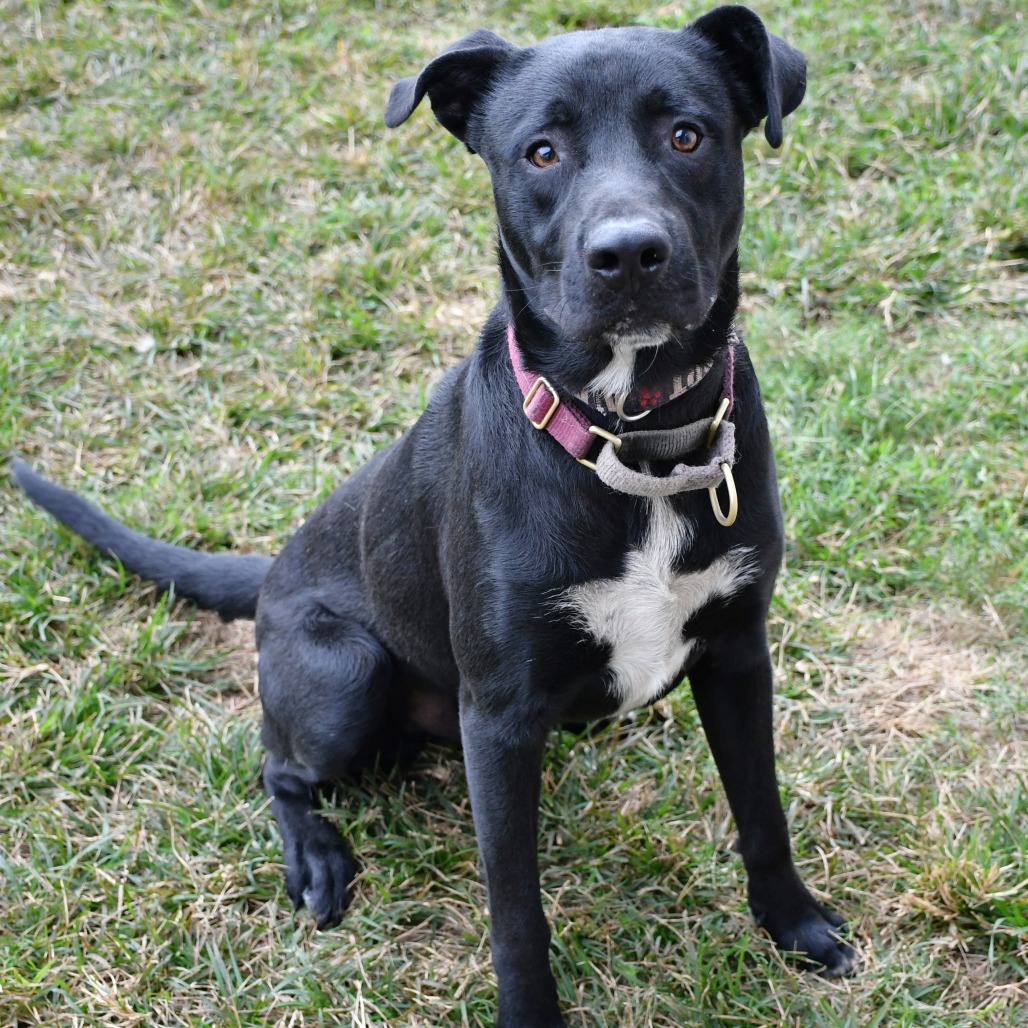 OBI - Retriever / Black Labrador available for adoption