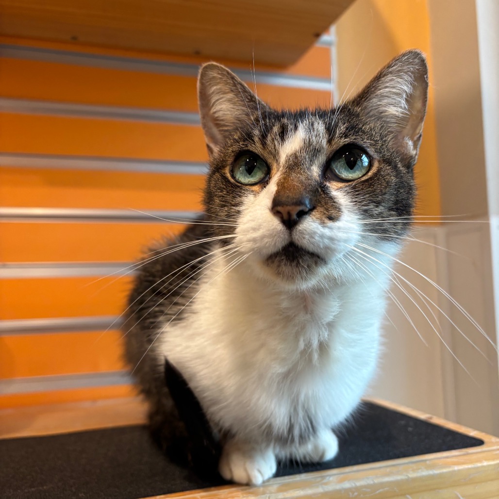 HARPER - Domestic Shorthair available for adoption