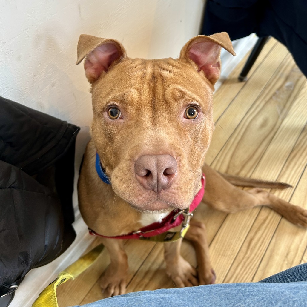 Photo of Minestrone 13