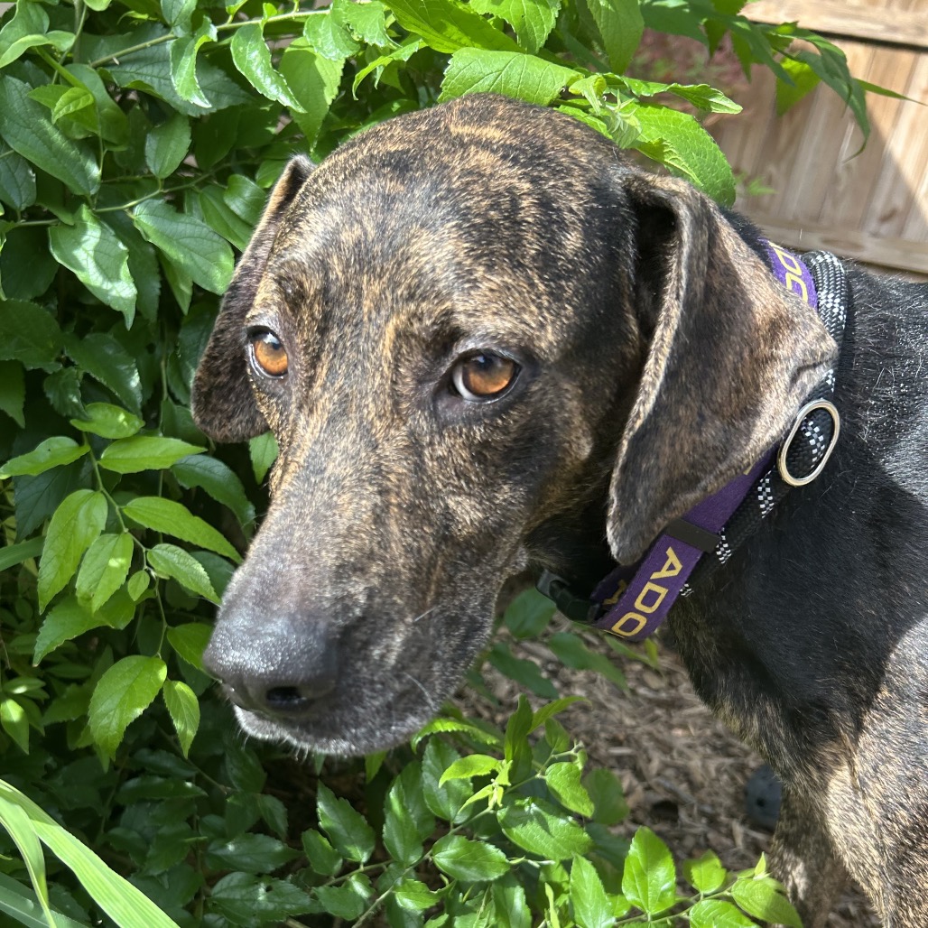 LINA - Hound / Plott available for adoption
