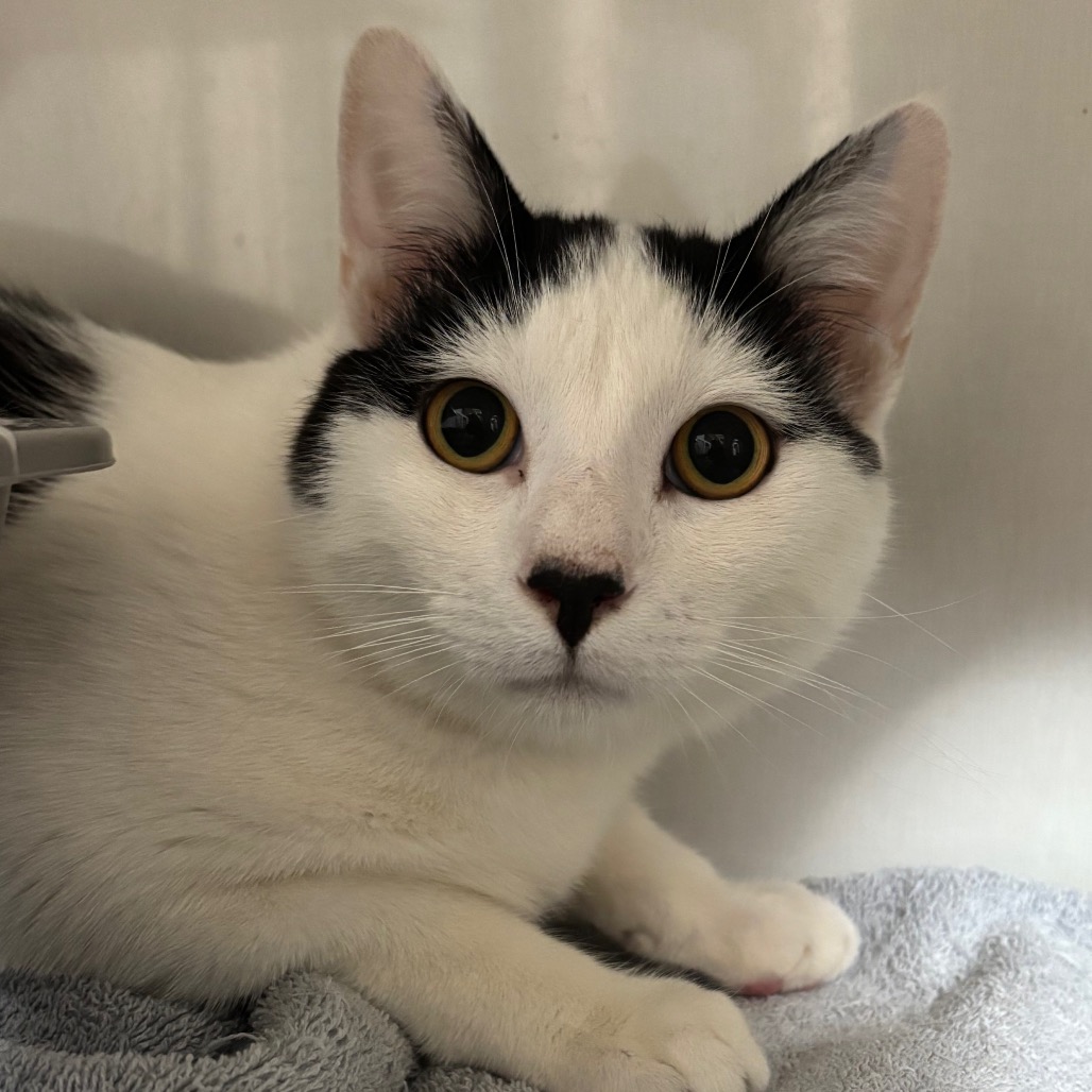 Robin - Domestic Shorthair