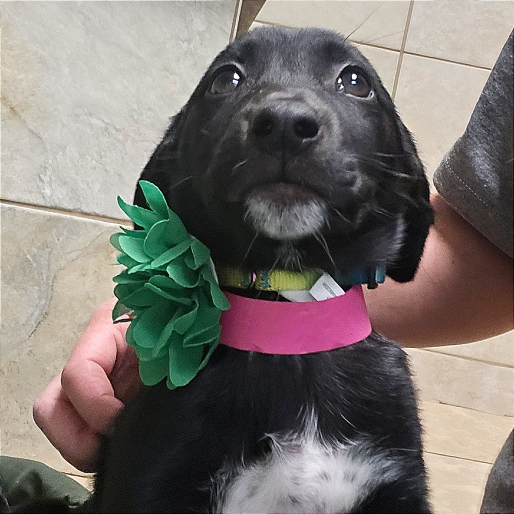 Schnitzel — thumbnail 9