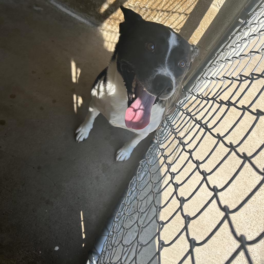 SASSY - Collie / Border available for adoption