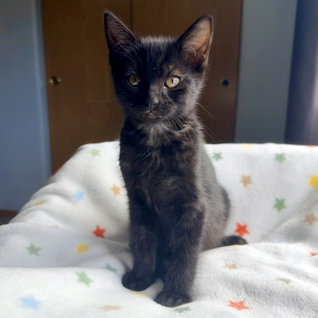 TINY - Domestic Shorthair available for adoption