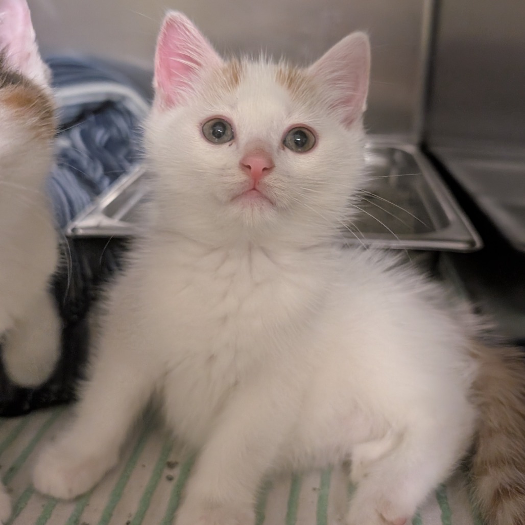 NATE ARCHIBALD - Domestic Shorthair available for adoption